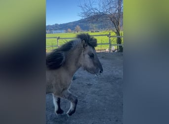 Icelandic Horse, Stallion, 1 year, 13.2 hh, Dun