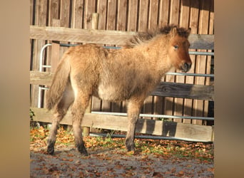 Icelandic Horse, Stallion, 1 year, 13,2 hh, Dun