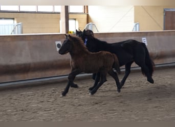 Icelandic Horse, Stallion, 1 year, 13.2 hh