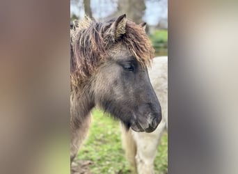 Icelandic Horse, Stallion, 1 year, 13,2 hh