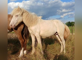 Icelandic Horse, Stallion, 1 year, 13.2 hh, Perlino