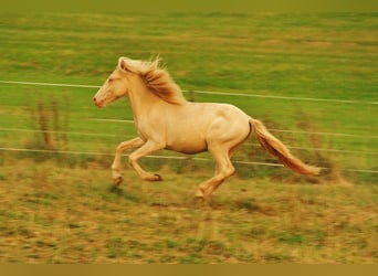 Icelandic Horse, Stallion, 1 year, 13.2 hh, Perlino