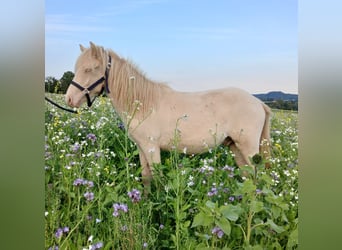 Icelandic Horse, Stallion, 1 year, 13.2 hh, Perlino