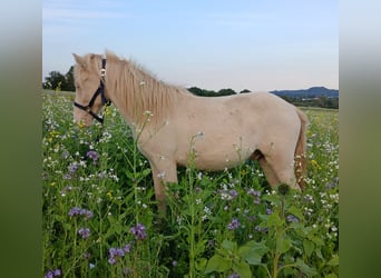 Icelandic Horse, Stallion, 1 year, 13.2 hh, Perlino
