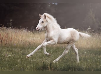 Icelandic Horse, Stallion, 1 year, 13,2 hh, Pinto