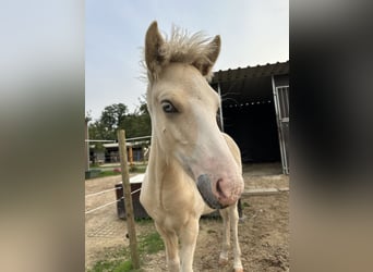 Icelandic Horse, Stallion, 1 year, 13,2 hh, Pinto