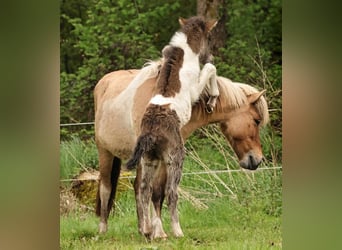 Icelandic Horse, Stallion, 1 year, 13.2 hh, Pinto
