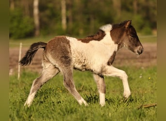 Icelandic Horse, Stallion, 1 year, 13.2 hh, Pinto