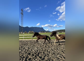 Icelandic Horse, Stallion, 1 year, 13.3 hh, Gray-Dark-Tan