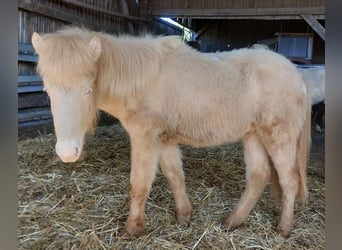 Icelandic Horse, Stallion, 1 year, 13.3 hh, Perlino