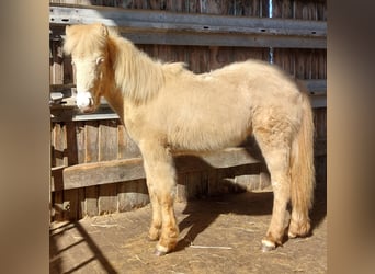 Icelandic Horse, Stallion, 1 year, 13.3 hh, Perlino