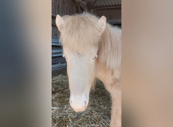 Icelandic Horse, Stallion, 1 year, 13.3 hh, Perlino