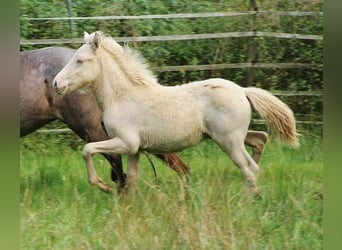 Icelandic Horse, Stallion, 1 year, 13,2 hh, Perlino