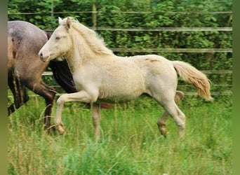 Icelandic Horse, Stallion, 1 year, 13,2 hh, Perlino