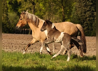 Icelandic Horse, Stallion, 1 year, 13,2 hh, Pinto
