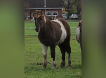 Icelandic Horse, Stallion, 1 year, 13,2 hh, Pinto