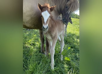 Icelandic Horse, Stallion, 1 year, 14,1 hh, Chestnut-Red