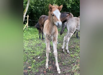 Icelandic Horse, Stallion, 1 year, 14,1 hh, Chestnut-Red