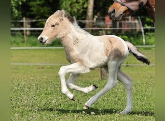 Icelandic Horse, Stallion, 1 year, 14,1 hh, Pinto