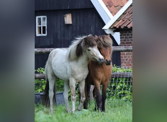 Icelandic Horse, Stallion, 1 year, 14,1 hh, Pinto