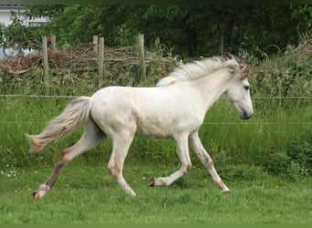 Icelandic Horse, Stallion, 1 year, 14.1 hh, Roan-Bay