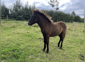 Icelandic Horse, Stallion, 1 year, 14 hh, Black