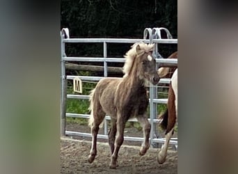Icelandic Horse, Stallion, 1 year, 14 hh, Champagne