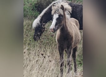 Icelandic Horse, Stallion, 1 year, 14 hh