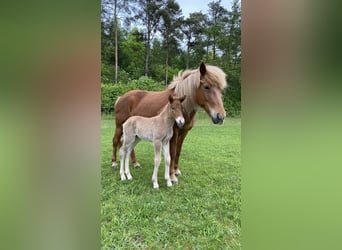 Islandpferd, Hengst, 1 Jahr, 14 hh, Red Dun