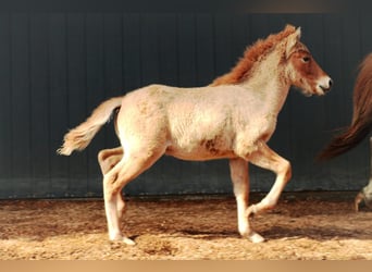 Icelandic Horse, Stallion, 1 year, 14,1 hh, Dun