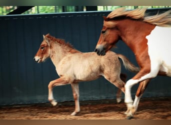 Icelandic Horse, Stallion, 1 year, 14,1 hh, Dun