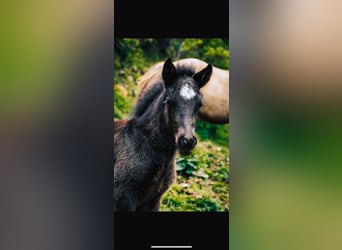 Icelandic Horse, Stallion, 1 year, 9,2 hh, Black