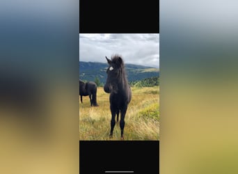 Icelandic Horse, Stallion, 1 year, 9,2 hh, Black