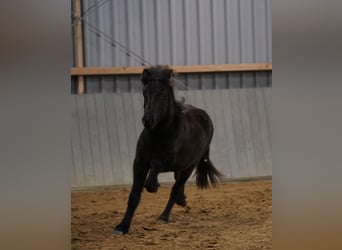 Icelandic Horse, Stallion, 1 year, Black
