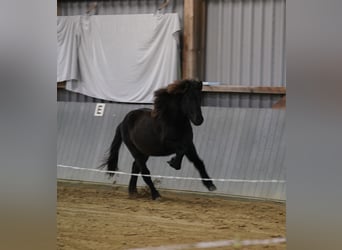 Icelandic Horse, Stallion, 1 year, Black