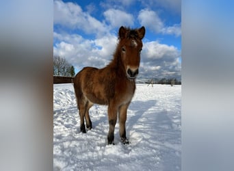 Icelandic Horse, Stallion, 1 year, Brown