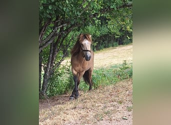 Icelandic Horse, Stallion, 1 year, Buckskin