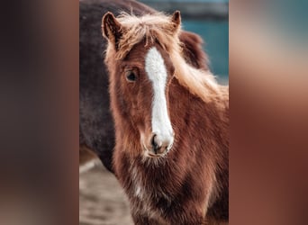 Icelandic Horse, Stallion, 1 year, Chestnut-Red