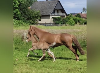 Icelandic Horse, Stallion, 1 year, Chestnut-Red