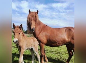 Icelandic Horse, Stallion, 1 year, Chestnut-Red