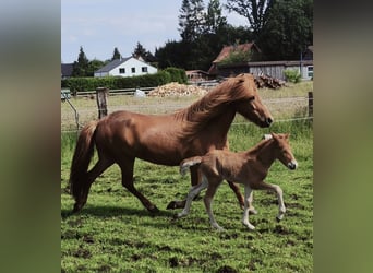 Icelandic Horse, Stallion, 1 year, Chestnut-Red