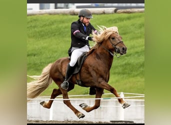 Icelandic Horse, Stallion, 1 year, Chestnut-Red