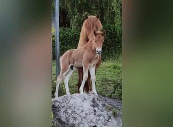 Icelandic Horse, Stallion, 1 year, Chestnut-Red