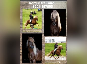 Icelandic Horse, Stallion, 1 year, Chestnut-Red