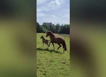 Icelandic Horse, Stallion, 1 year, Chestnut-Red