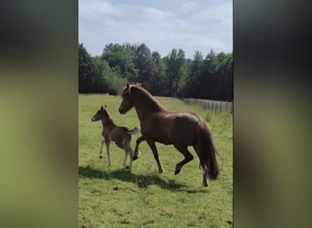 Icelandic Horse, Stallion, 1 year, Chestnut-Red