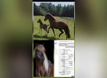 Icelandic Horse, Stallion, 1 year, Chestnut-Red