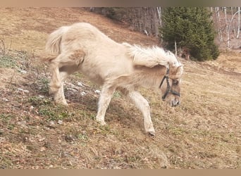 Icelandic Horse, Stallion, 1 year, Dun