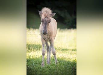 Icelandic Horse, Stallion, 1 year, Dun