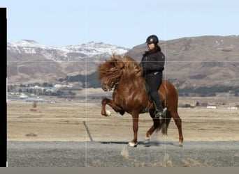 Icelandic Horse, Stallion, 1 year, Dun